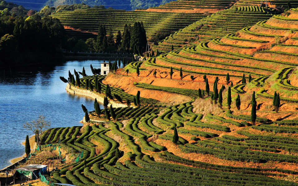春步上茶山4.jpg