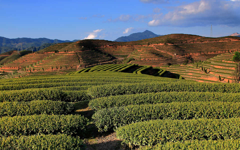 春步上茶山2.jpg