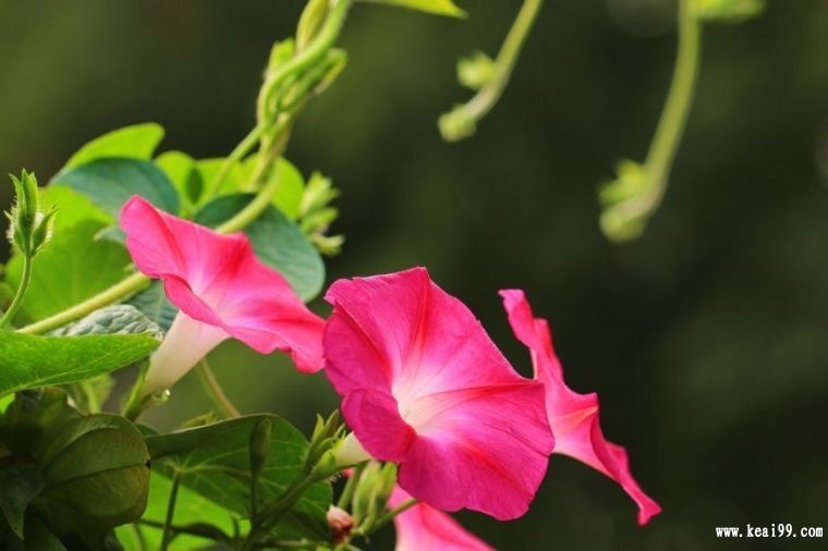 牵牛花1.jpg