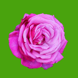 a6.png