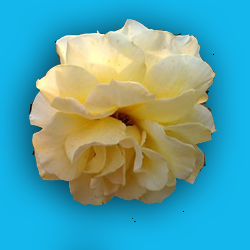 a2.png
