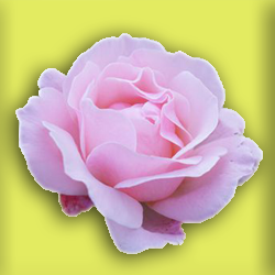 a4.png