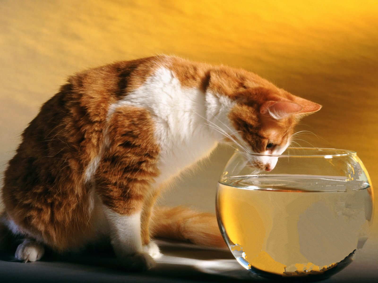 下载 (9)_看图王_副本.png