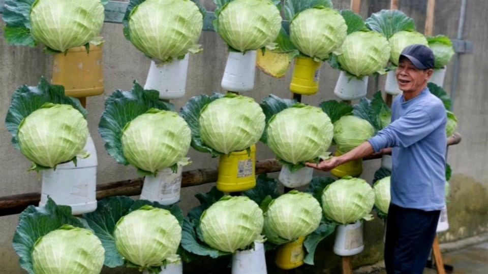 太神奇！退休大叔「用塑膠桶種菜」爆紅 一段時間後「成果超驚艷」鄰居都上門討教.jpg