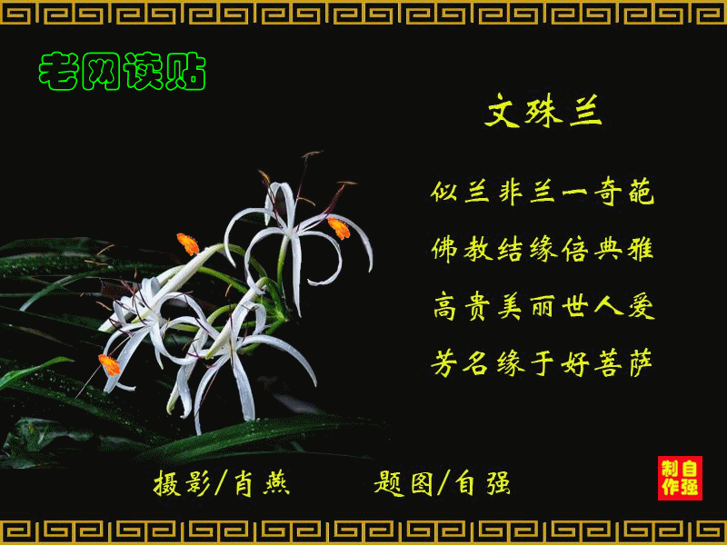 71、文殊兰(3)_副本.gif