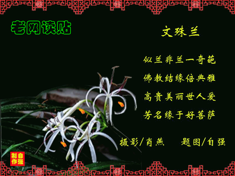 71、文殊兰(1)_副本.gif