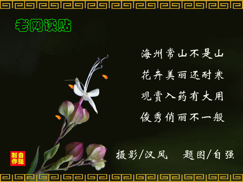 67、海州常山(1).gif