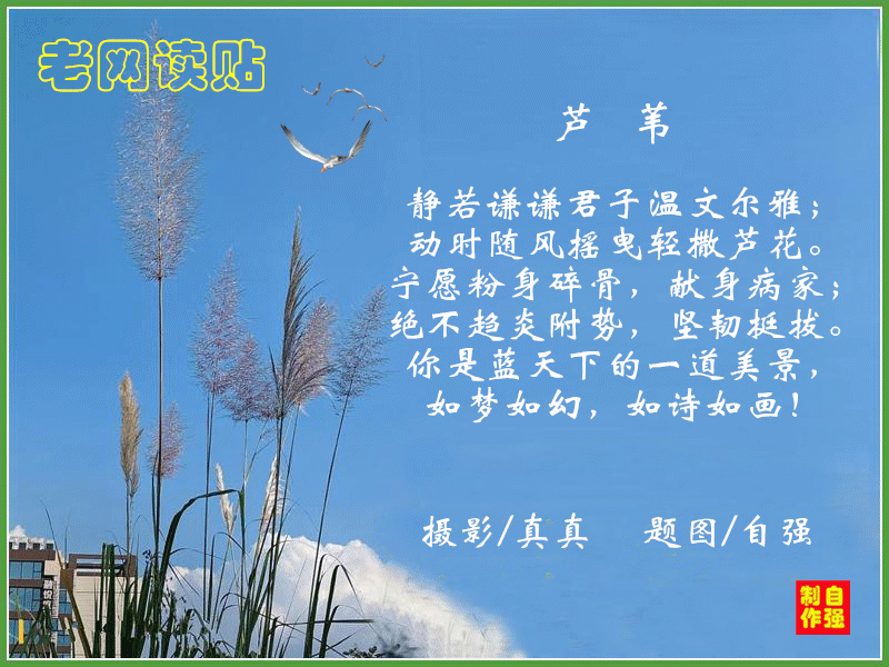 65、芦苇(1)(1).gif