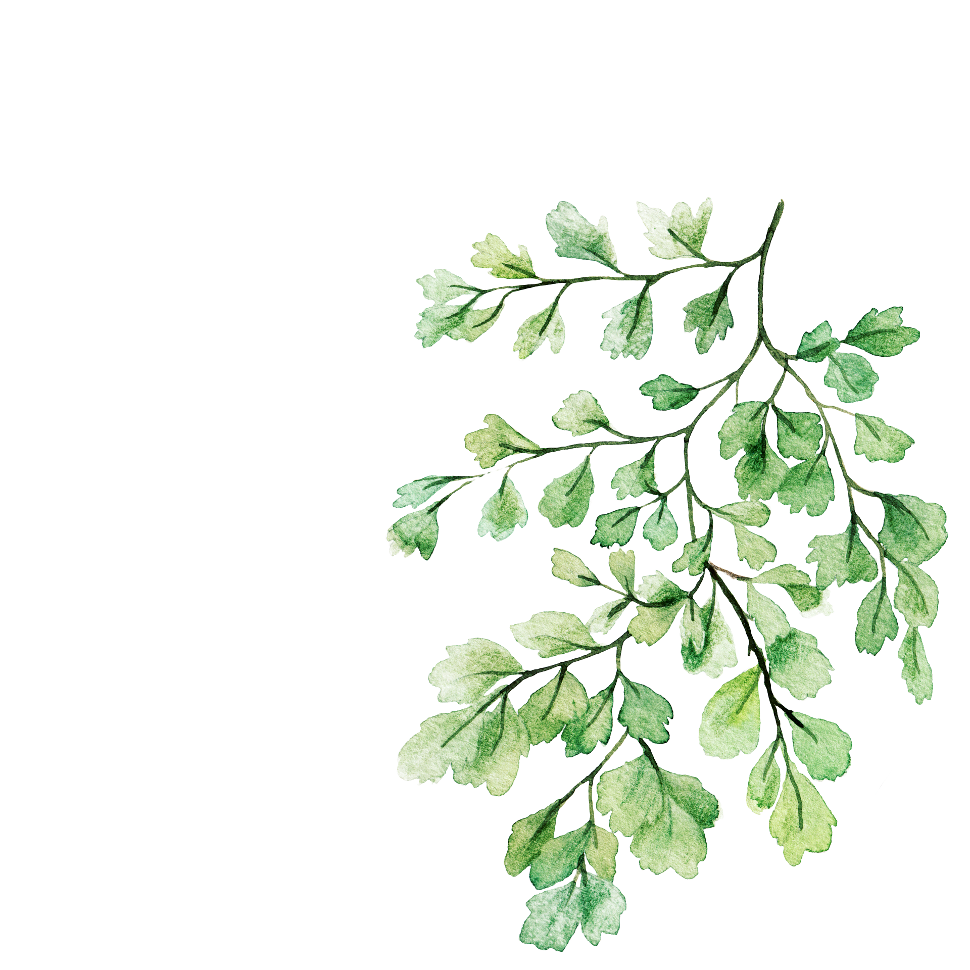 phuonglucky-leaves-6747942_1920.png