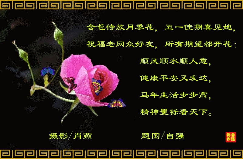 139、含苞待放月季花(1)_副本.gif