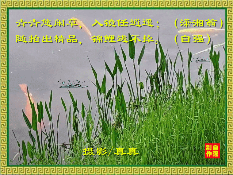 117、随拍_副本.gif