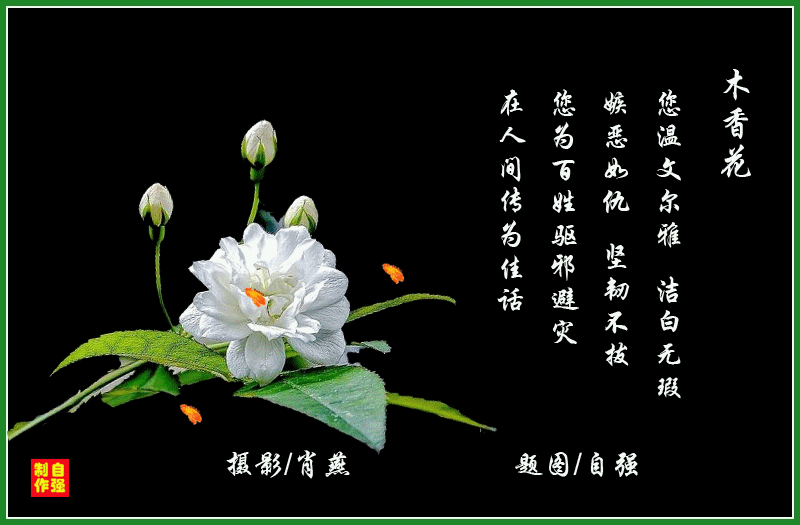 145、木香花(1)(1)_副本.gif