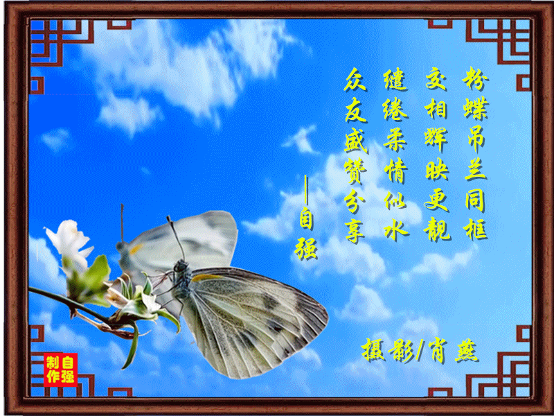149、蝶恋花_副本.gif