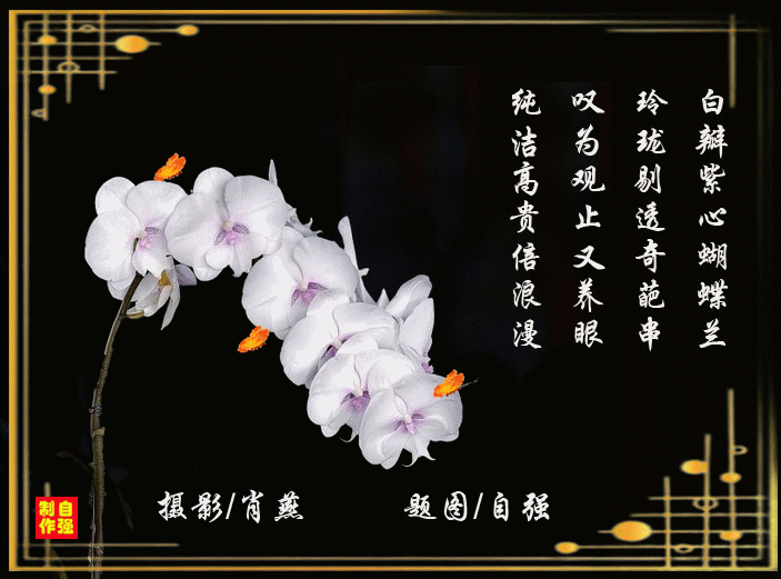 151、白瓣紫心蝴蝶兰_副本.gif