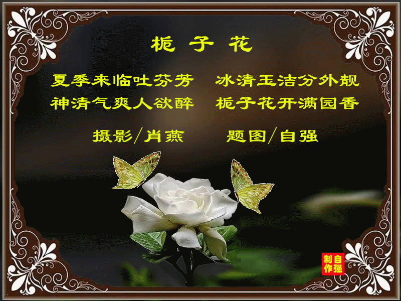 152、栀子花_副本.gif