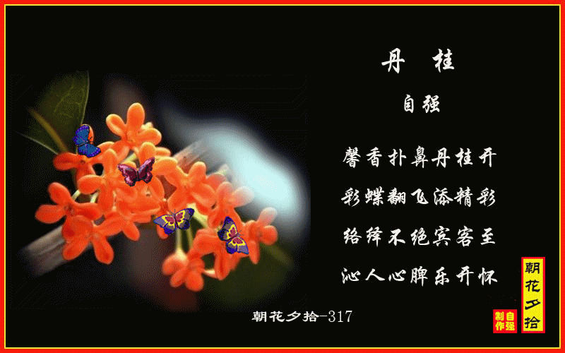 317、丹桂2(1).gif