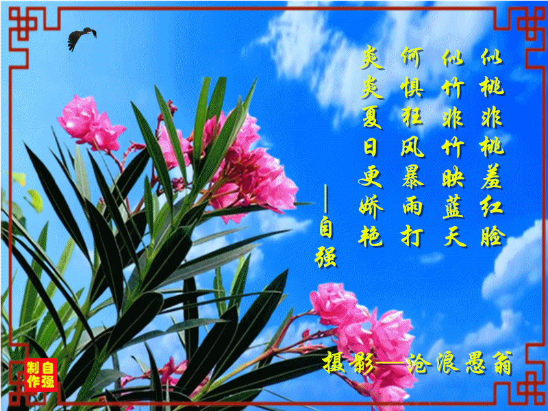 154、夹竹桃_副本.gif