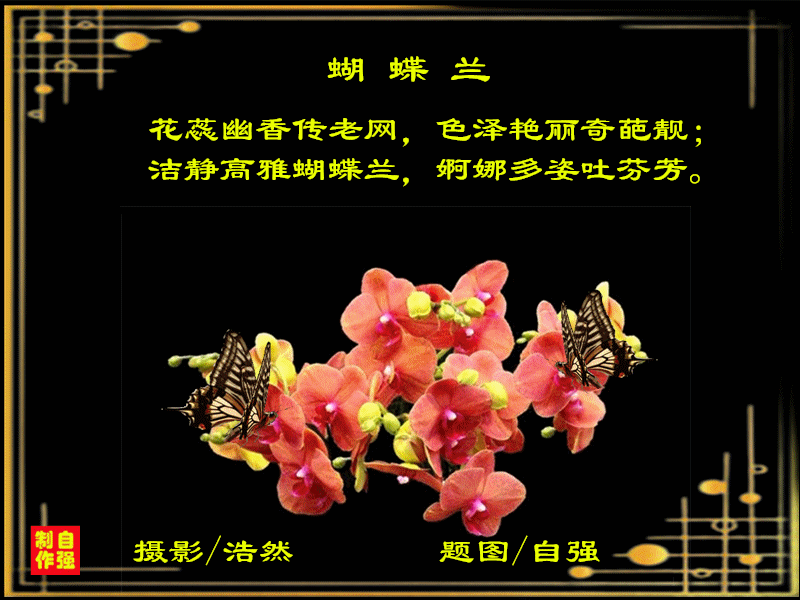 155、蝴蝶兰_副本.gif