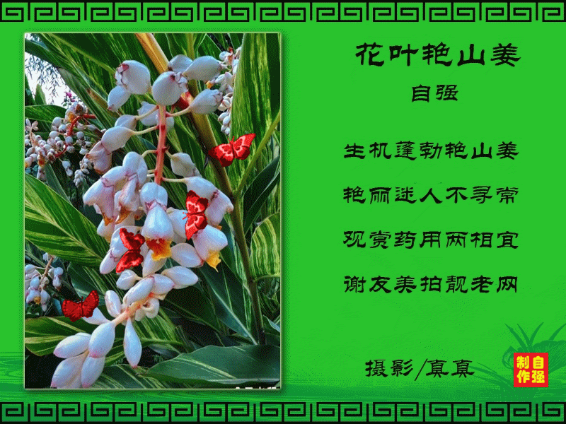 157、花叶艳山姜(1)_副本.gif