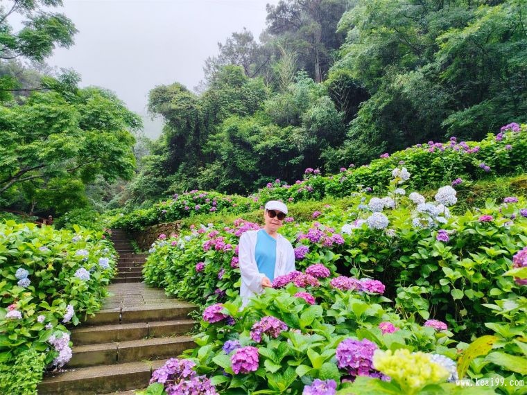 156、雨后绣球花.jpg