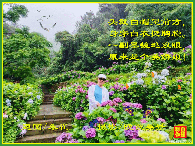 156、雨后绣球花2_副本.gif