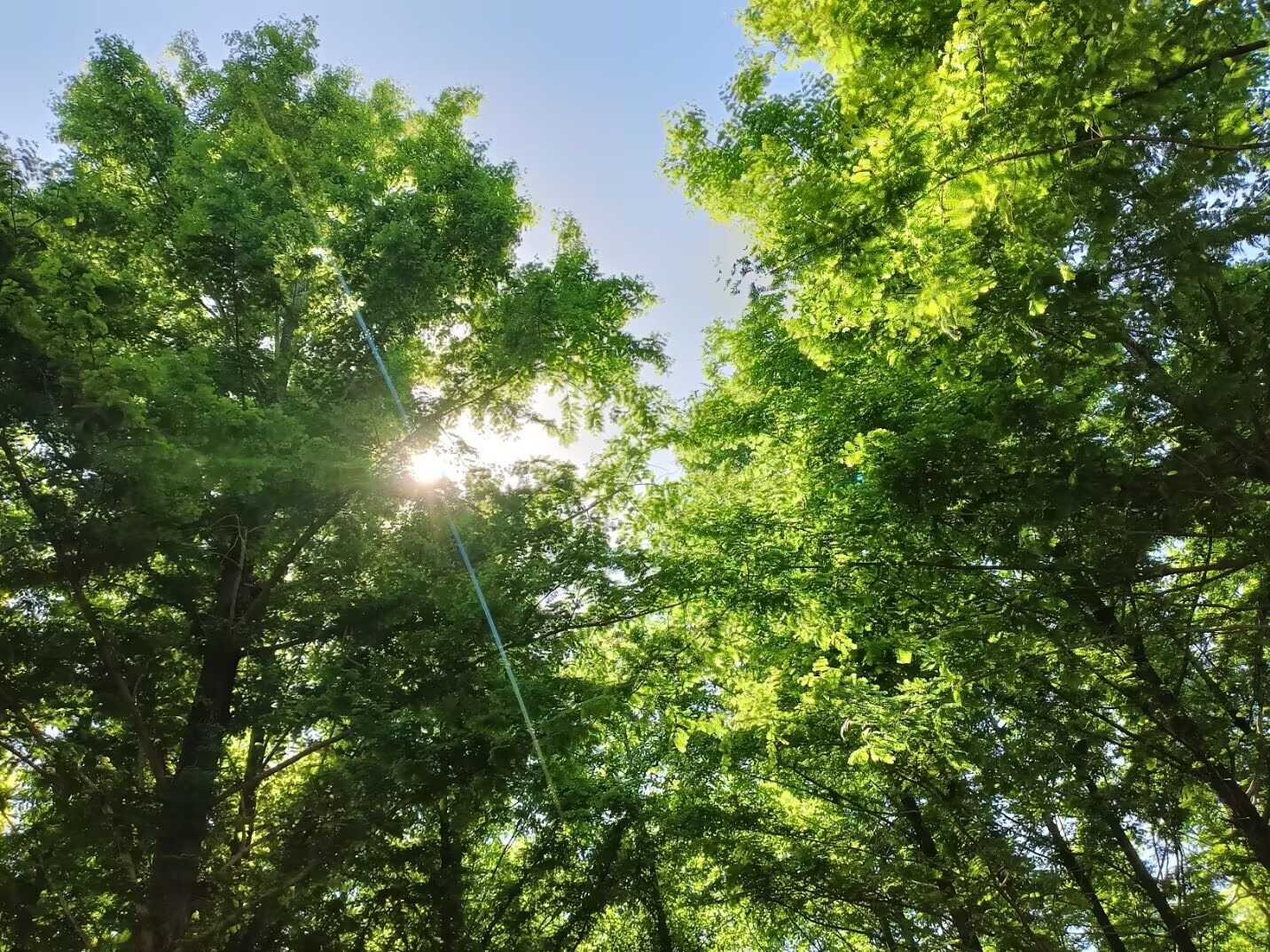 Image_1783429370545_206.jpg