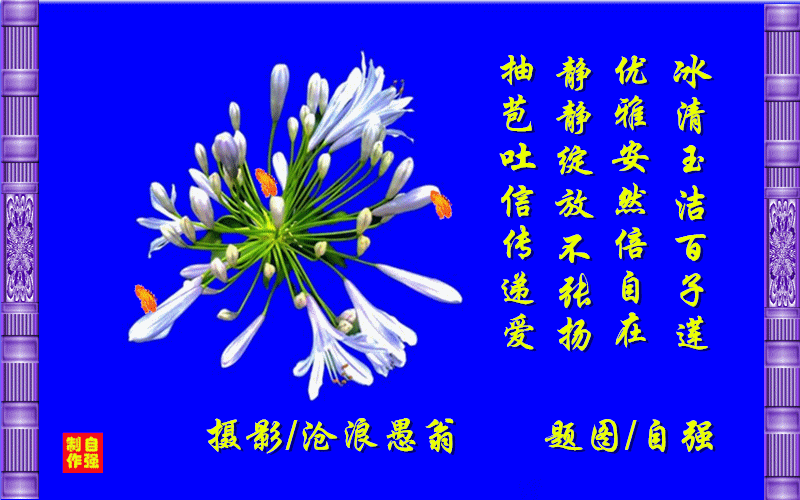 166、百子莲_副本.gif